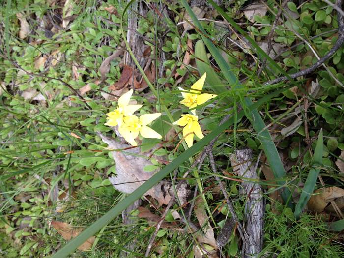 Caladenia flava - Orchid-cowslip-0004.JPG